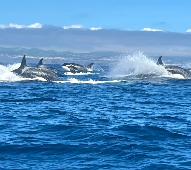 A pod of killer whales swimming in a blue sea and throwing up spray, with an island behind