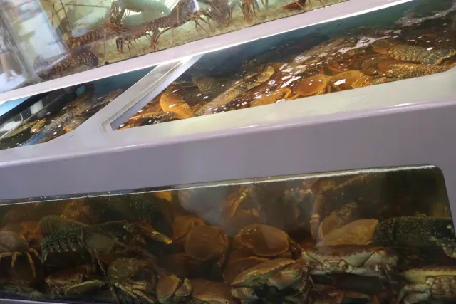 Restaurant tanks with live lobsters and crabs behind glass
