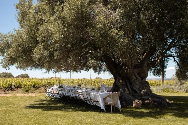 A long table set with a white cloth under an old olive tree beside a vineyard
