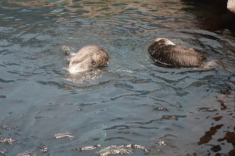 Two sea otters floating on their backs in greenish water
