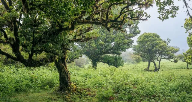 Ancient twisted chestnut trees on a green meadow in haze