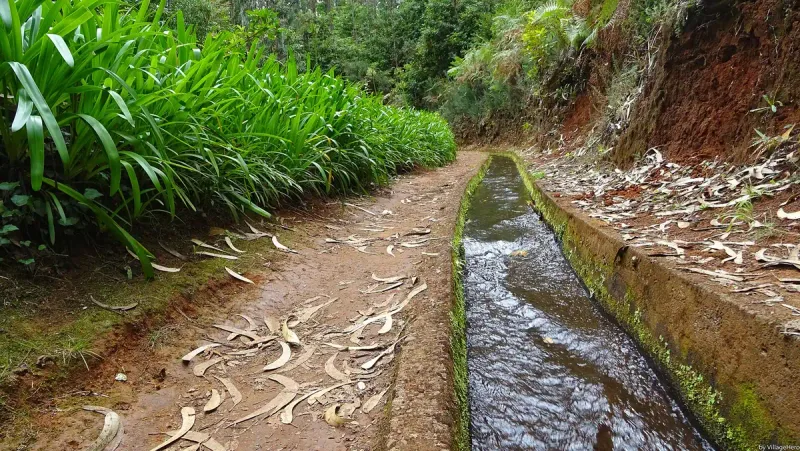 A narrow water channel running beside a dirt path through dense green vegetation