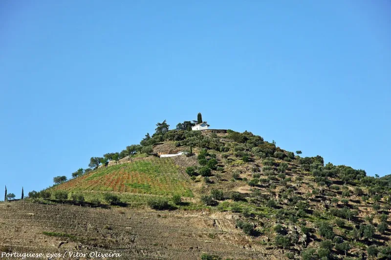 The vineyard hill of Quinta do Crasto in the Douro valley