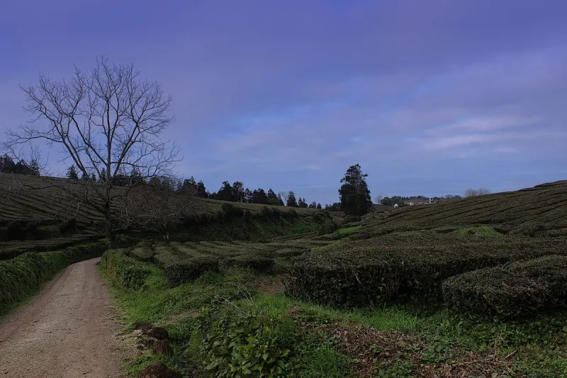 Rows of green tea bushes on the hills of the Gorreana plantation on Sao Miguel along a dirt track