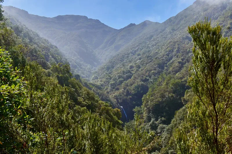 A deep forested ravine in green mountains with a thin waterfall at its base