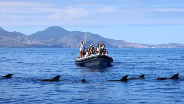 An inflatable boat with passengers, and black whale fins surfacing in the foreground