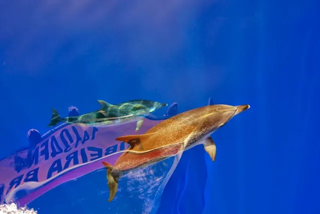 Two dolphins swimming under blue water, beside the reflection of a boat