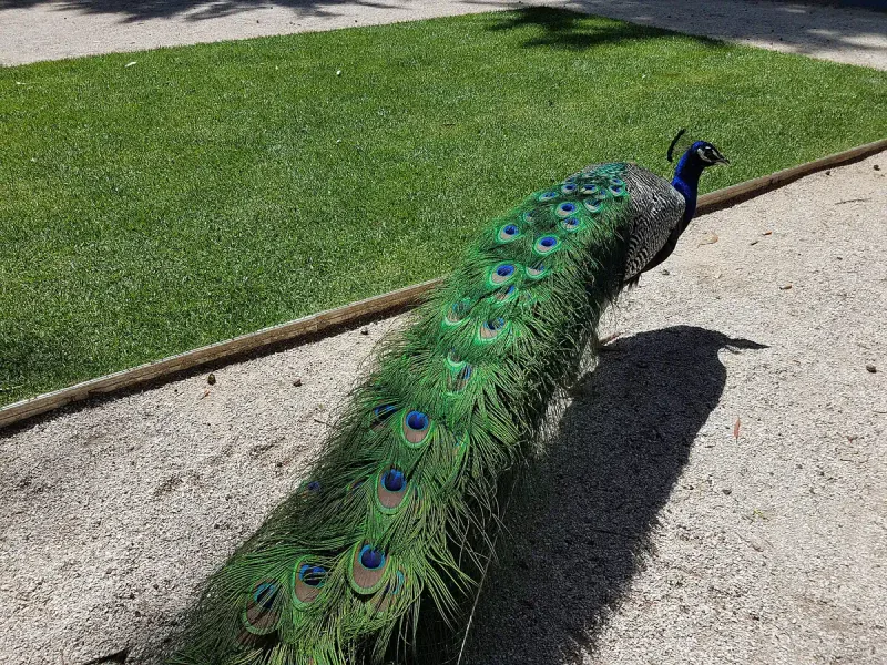 A peacock displaying its tail on the lawn at Parque Marechal Carmona in Cascais