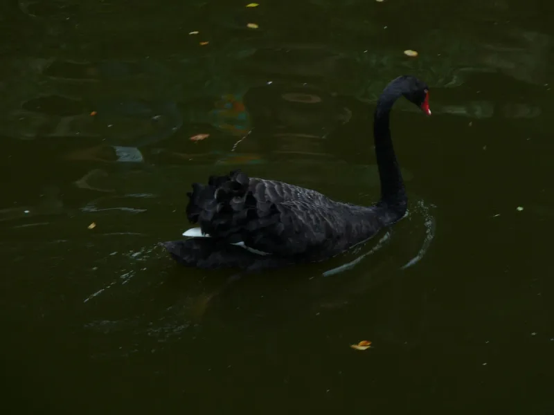 A black swan on one of the ponds in the Pena park at Sintra