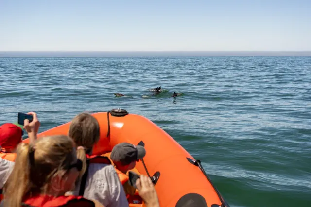 Passengers in an orange inflatable boat photographing dolphins surfacing beside them