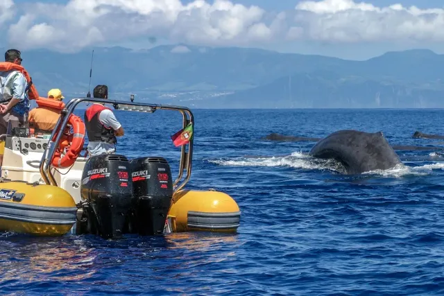 Watchers in an inflatable boat looking at a whale back, a mountainous island on the horizon