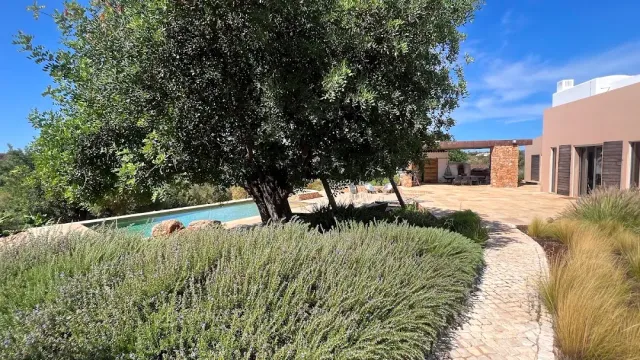 A garden with lavender shrubs, an olive tree, a pool and a bright modern house