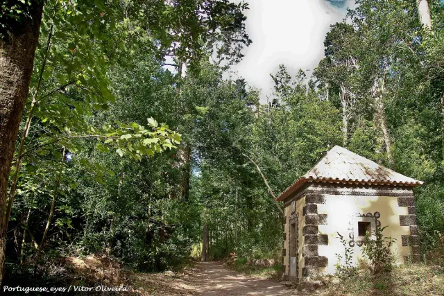 A small stone chapel among tall trees in a dense forest
