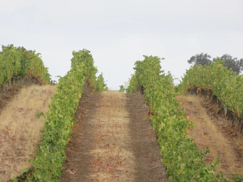 The vine rows of Adega Mayor in the Alentejo