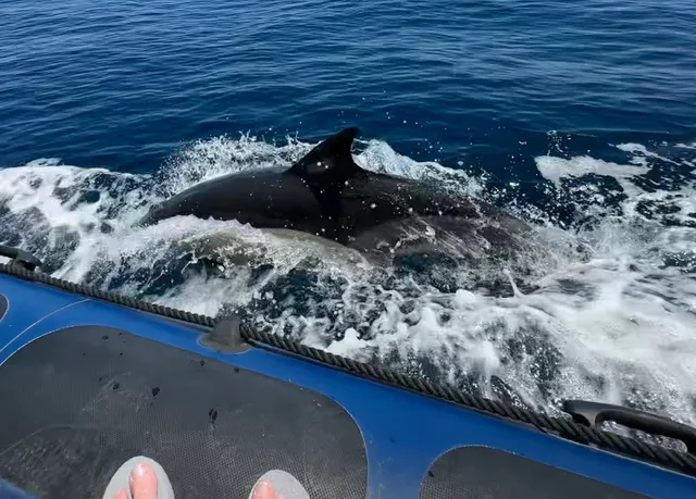 A dolphin swimming in the wave foam right beside the blue side of an inflatable boat