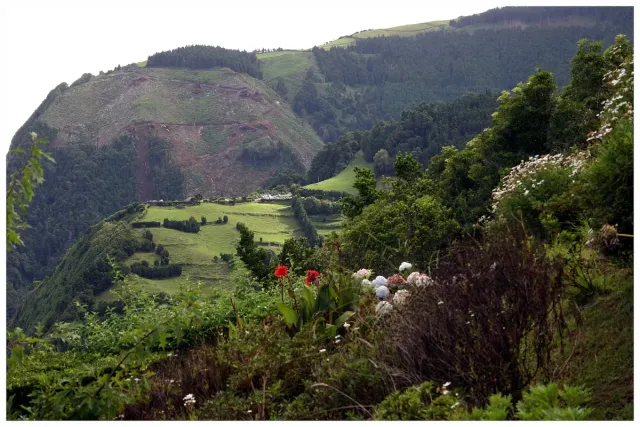 White and red hydrangeas in the foreground facing a green valley and wooded ridges