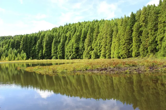 A still forest lake reflecting a row of tall dense trees