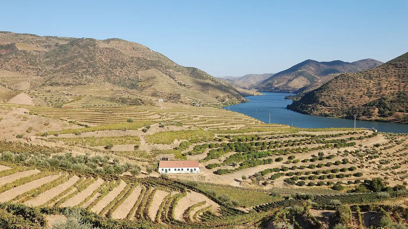 Terraced vineyards in the Douro Valley
